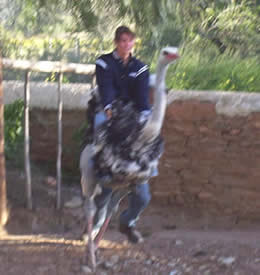 Danielle Hay - riding an ostrich in SA