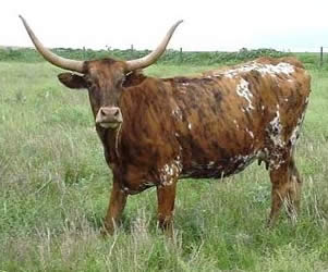 Longhorn cattle not suitable for heathland grazing.