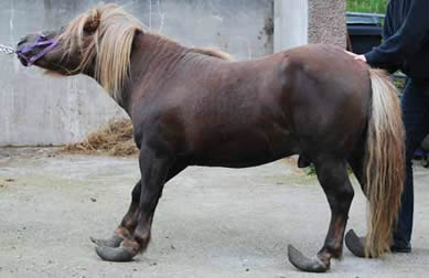 Rehomed Shetland now thriving after horrific neglect