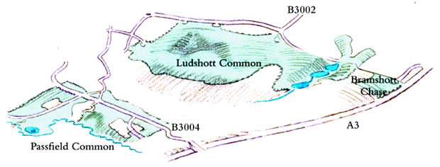 Ludshott Common.