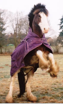 Sarah Palmer's horse, Lilly